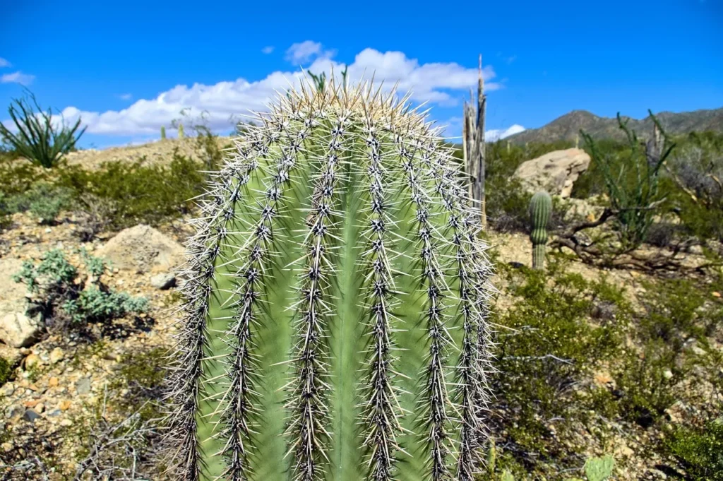 saguaro-top-4017029_1280